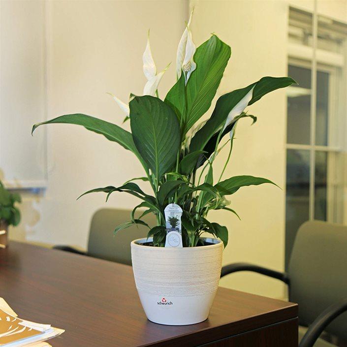 Peace Lily